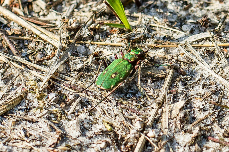 Zandloopkever - Cicindela campestris