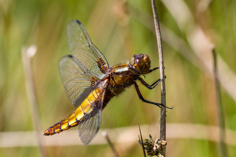 Platbuik - Libellula depressa, behorend bij de Korenbouten.