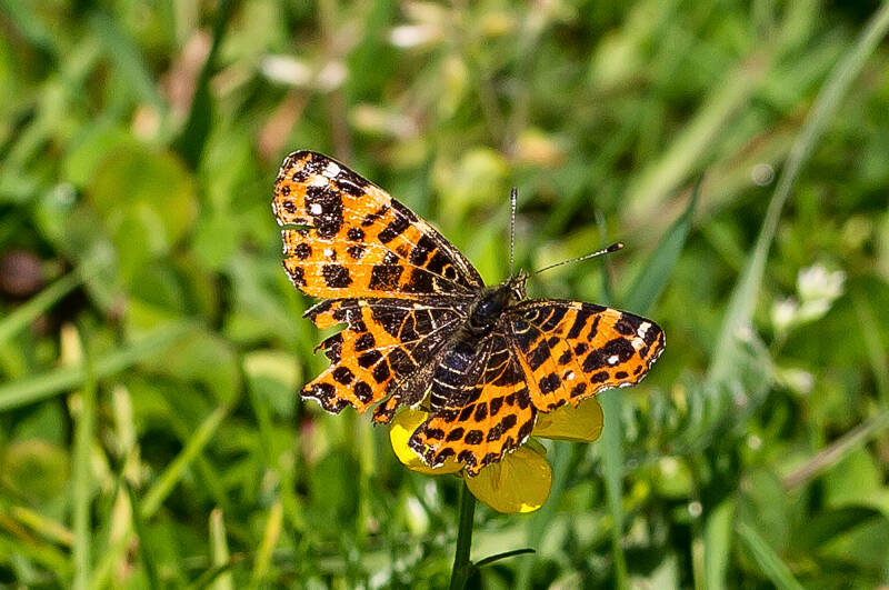 Landkaartje - Araschnia Levana