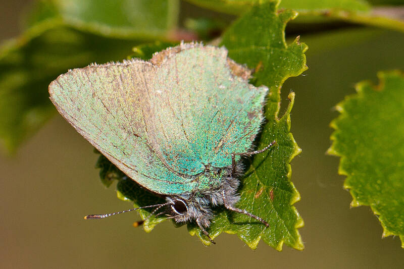 Groentje - Callophrys rubi