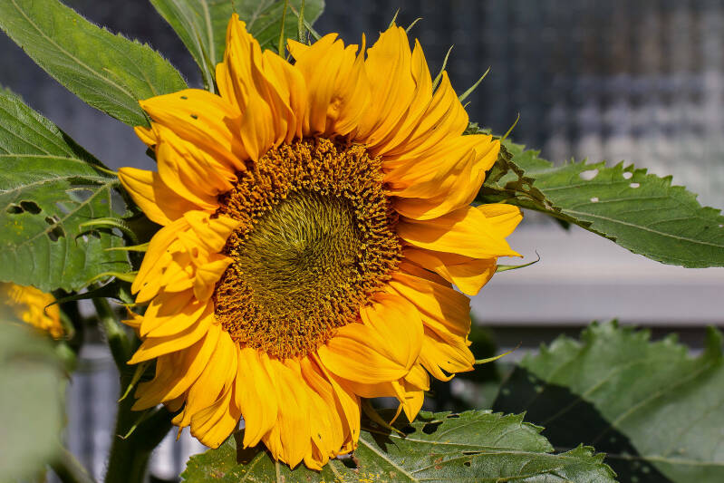Allegria....Symbool van Blijheid voor Gerda.