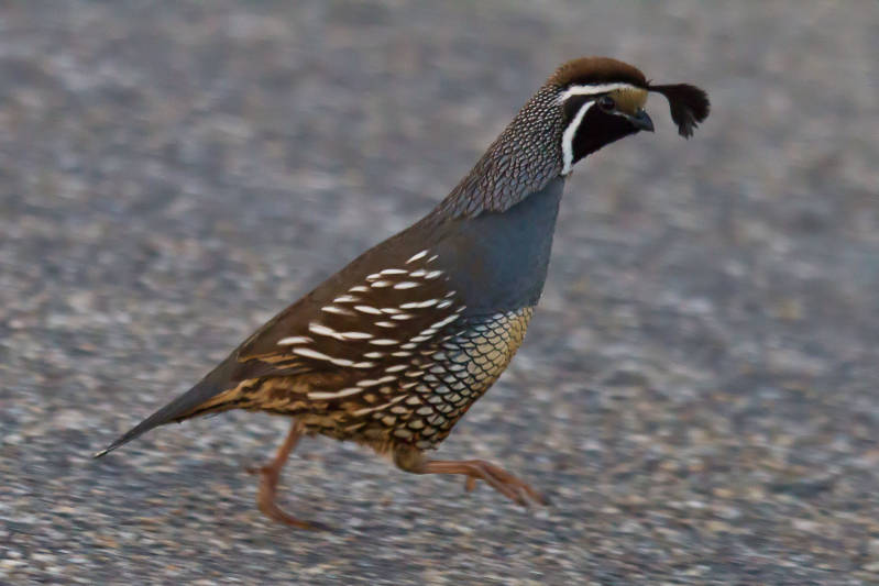 Amerikaanse Kuifkwartel