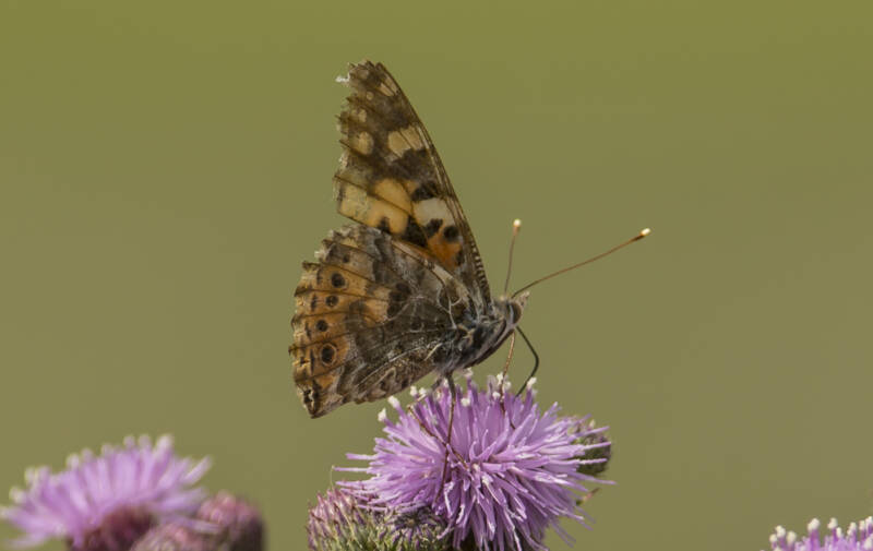 Distelvlinder - Vanessa cardui
