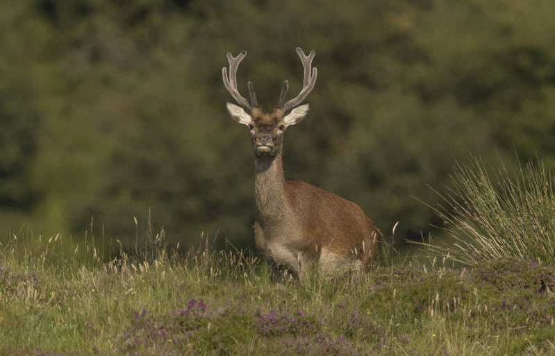 What you call: A DEER!!