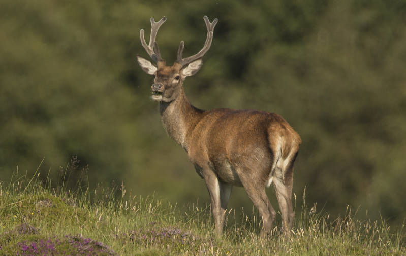 Edelhert in Drumbeg