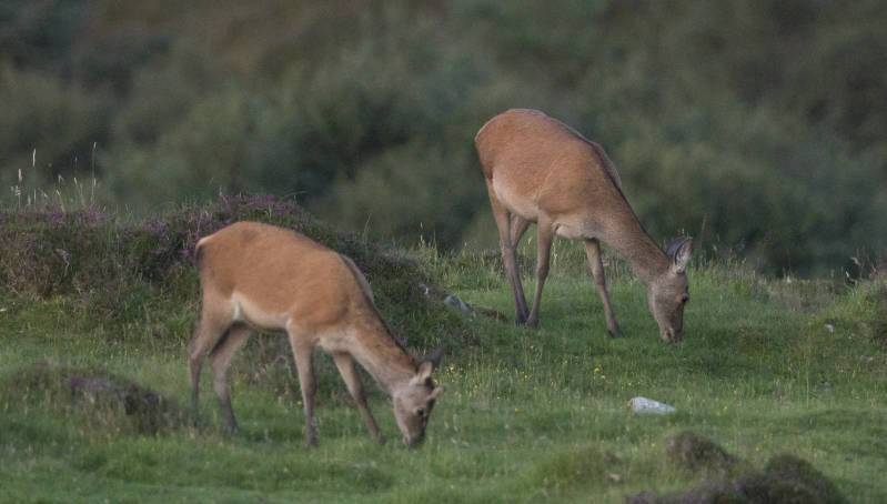 The ladies are also present