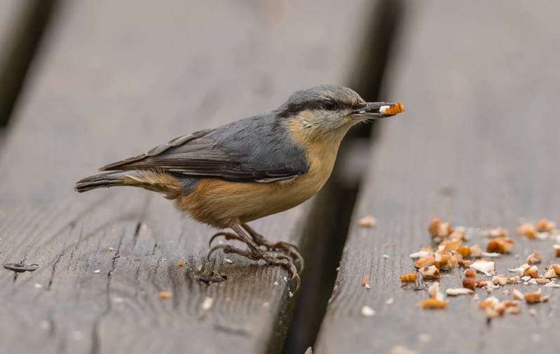 Boomklever in Listoretta.