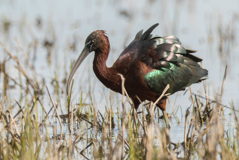Zwarte Ibis?