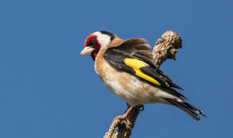 Distelvink - Carduelis carduelis.