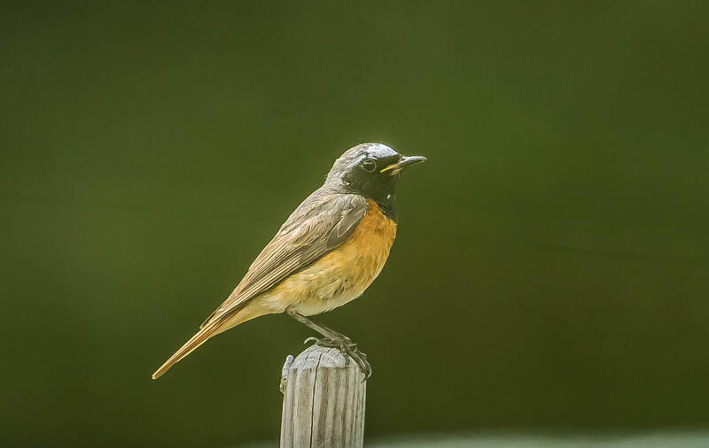 Zwarte Roodstaart - Phoenicurus ochruros