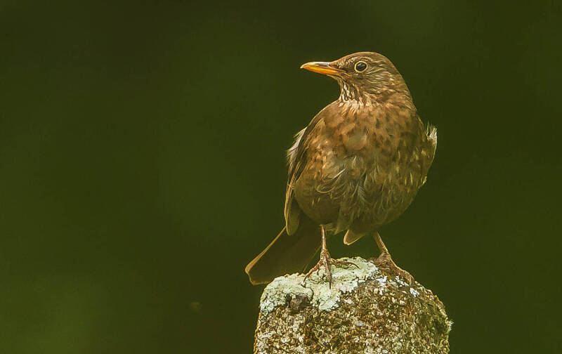 Merelvrouwtje - Turdus merula.