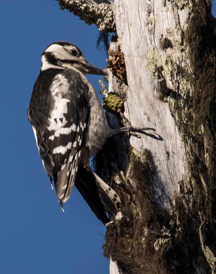 Afbeeldingsresultaat voor spechten KLEINE BONTE SPECHT (Dendrocopos minor)