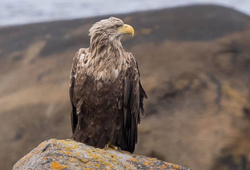Zeearend, White tailed Eagle.