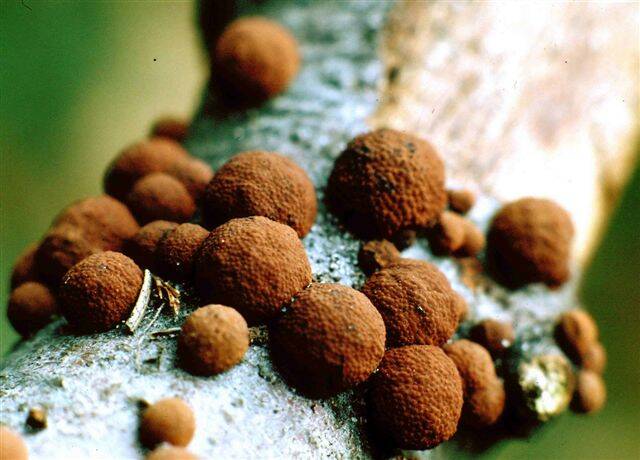 Bruine Kogelzwam Hypoxylon fragiforme