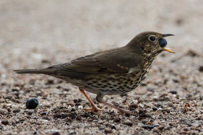 Zanglijster - Philomelos