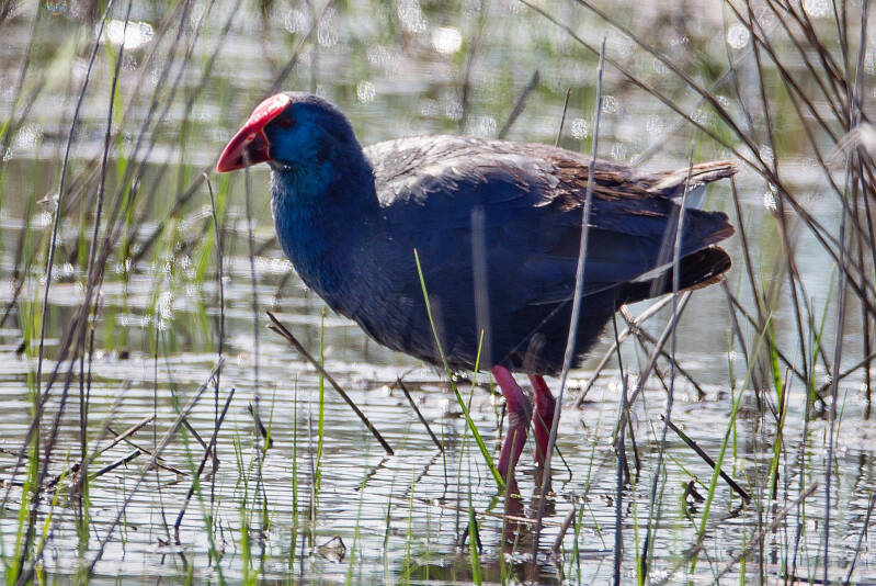Purperkoet - Porphyrio porphyrio