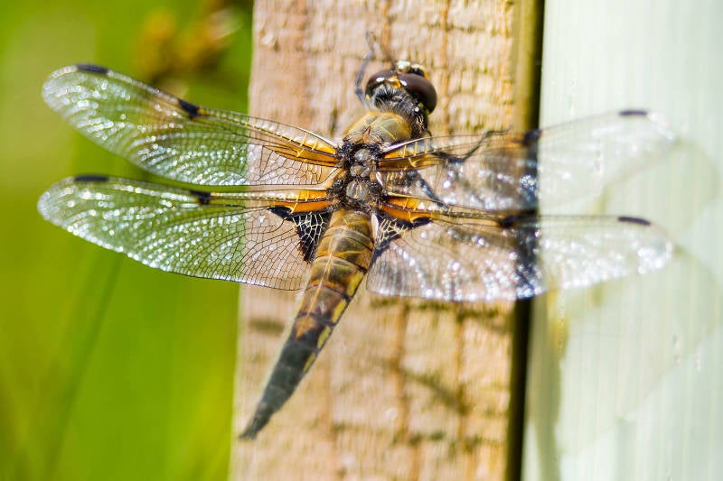 Four spotted chaser.