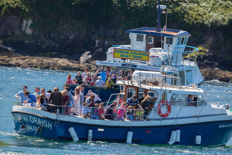 Sardientjes die dolfijnen zoeken.