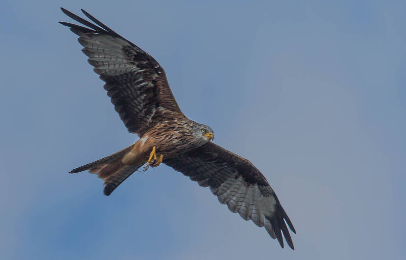 Red Kite