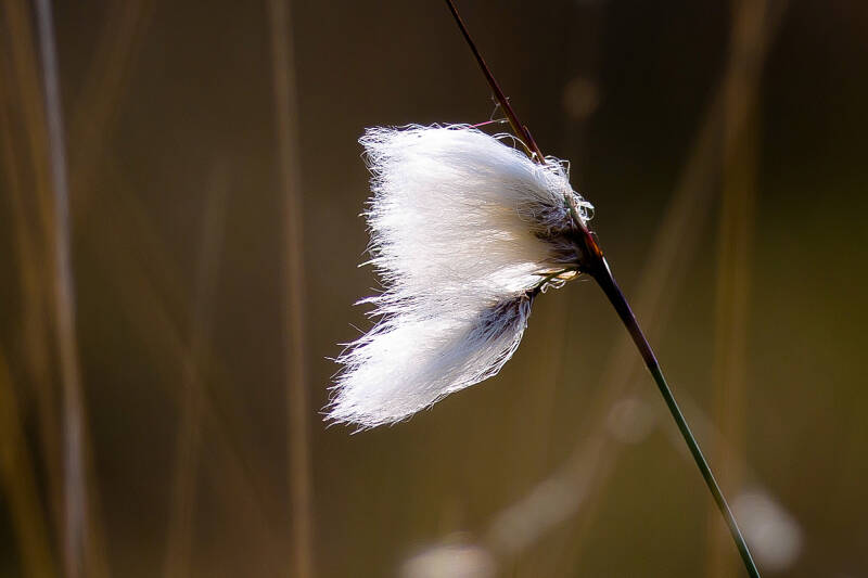 Veenpluis - Eriophorum angustifolium, 