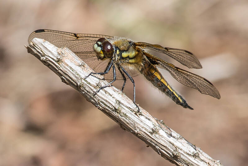 Noordse Witsnuitlibel - Leucorrhinia rubicunda (Korenbout)