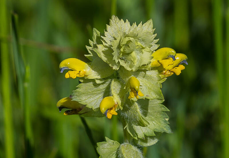 Grote Ratelaar - Rhinanthus angustifolius