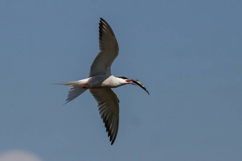 Visdief - Sterna Hirundo