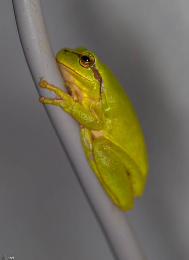 Hyla cinerea