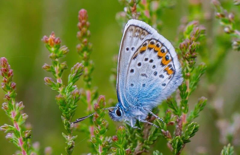 Icarus Blauwtje - Polyommatus icarus