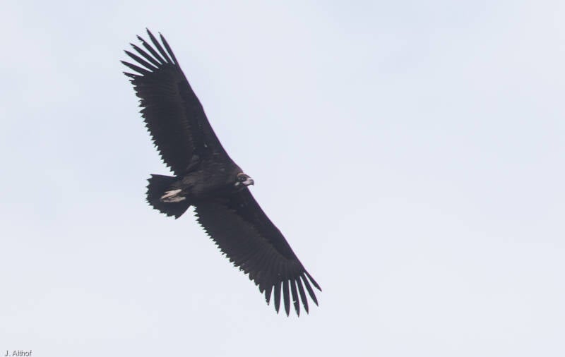 Monniksgier - Aegypius monachus