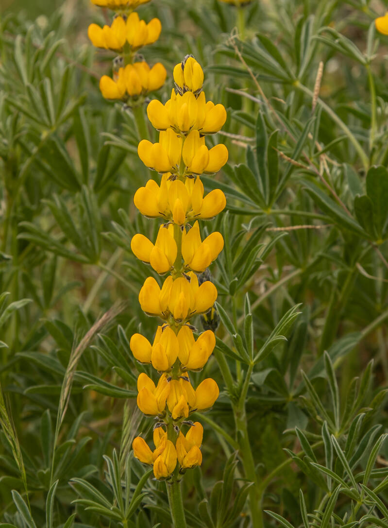 Lupinus luteus L.