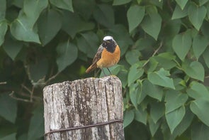 Witkruinroodstaart - Phoenicurus erythrogastrus