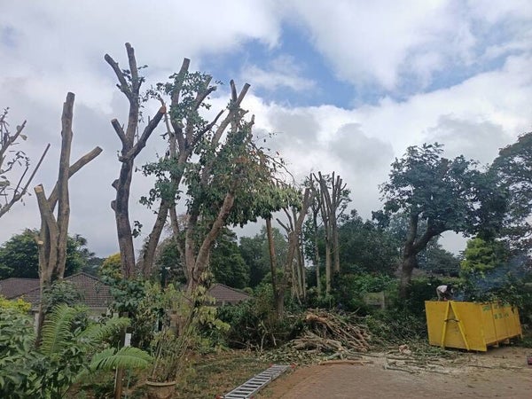 Tree Felling Service