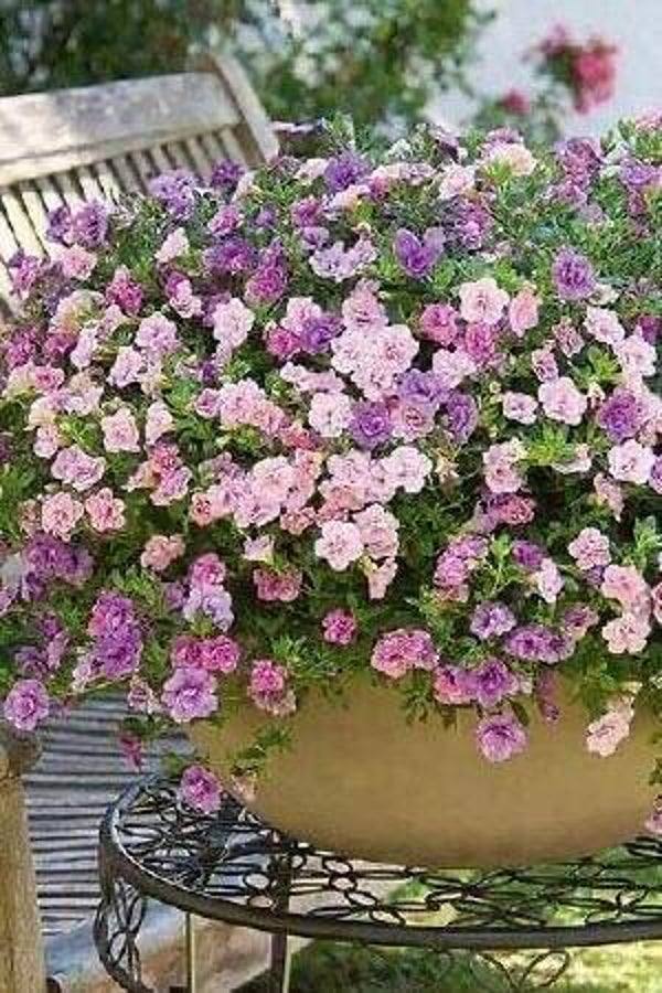 Zomerbloeiers in pot