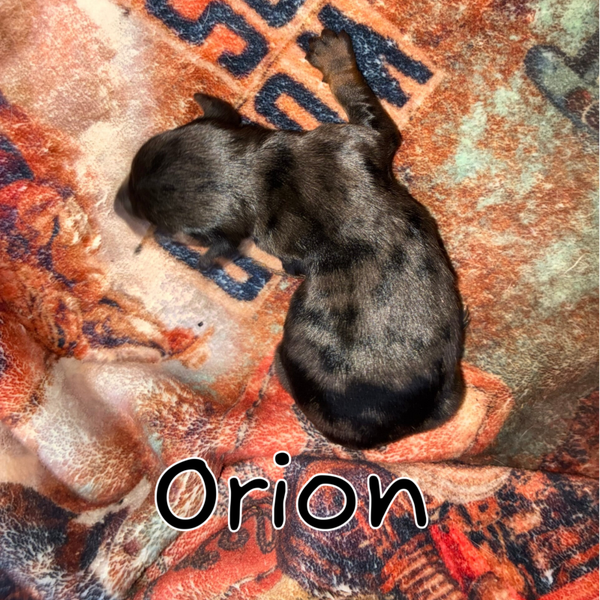 Orion reserve DEPOSIT