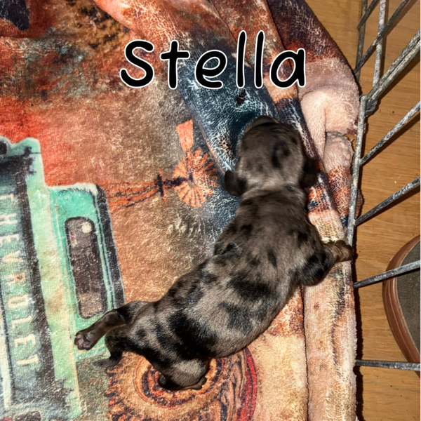 Stella reserve DEPOSIT