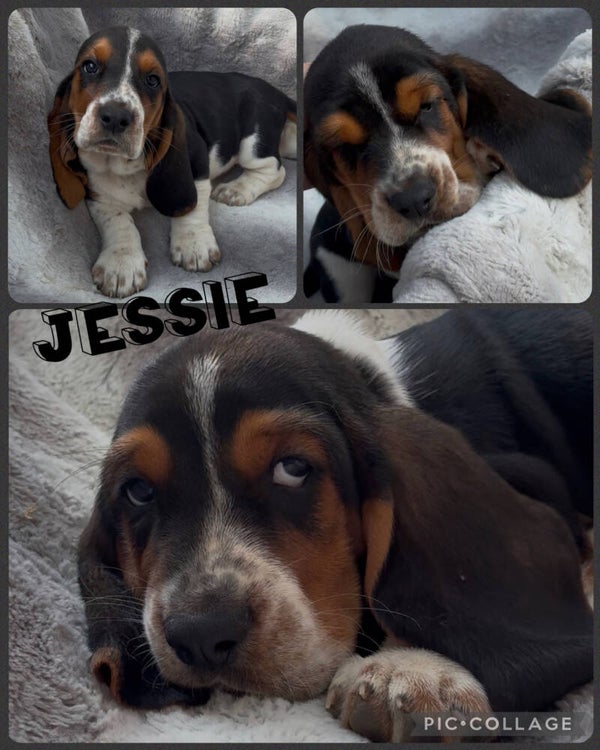 Jessie DEPOSIT to Hold