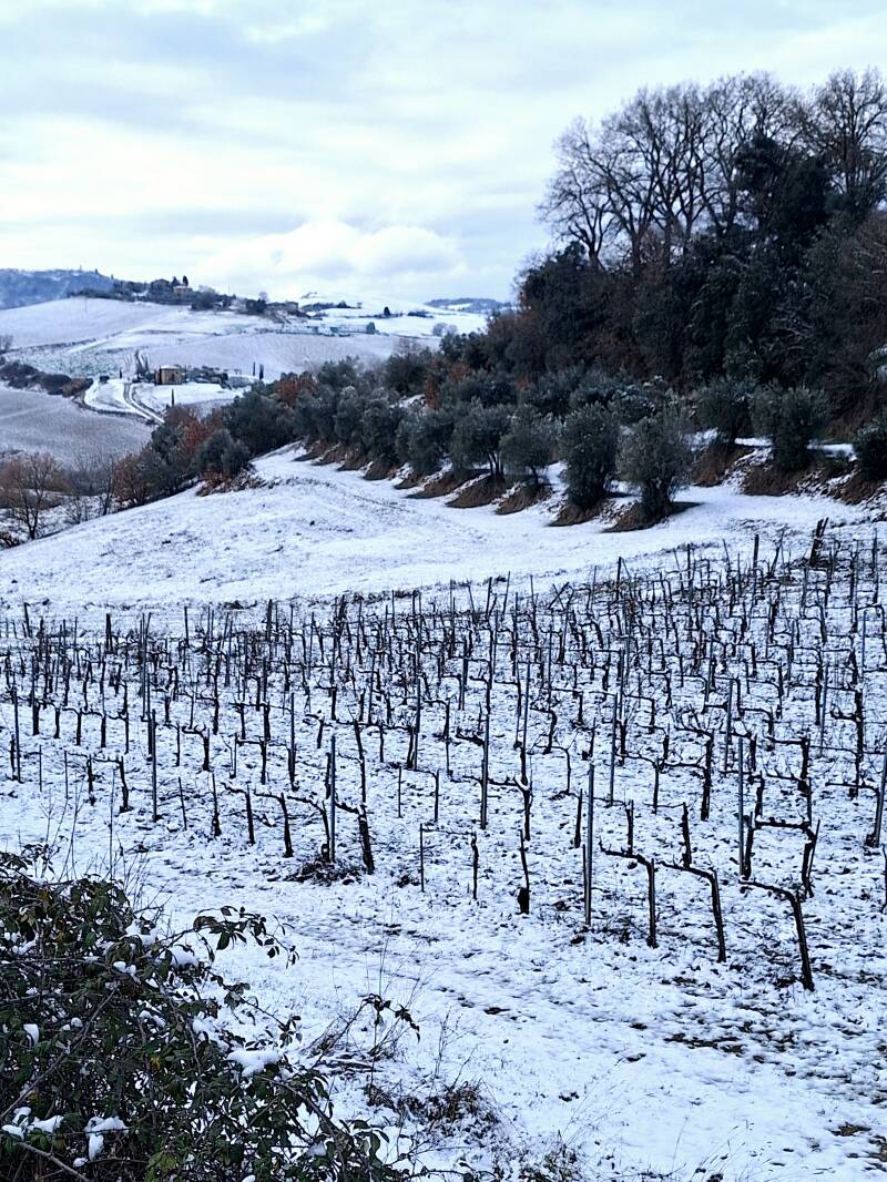 Dónde comprar Brunello di Montalcino 