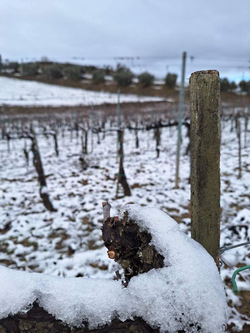 Dónde comprar Brunello di Montalcino 