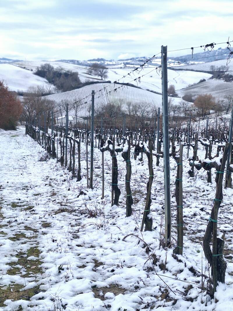 Dónde comprar Brunello di Montalcino