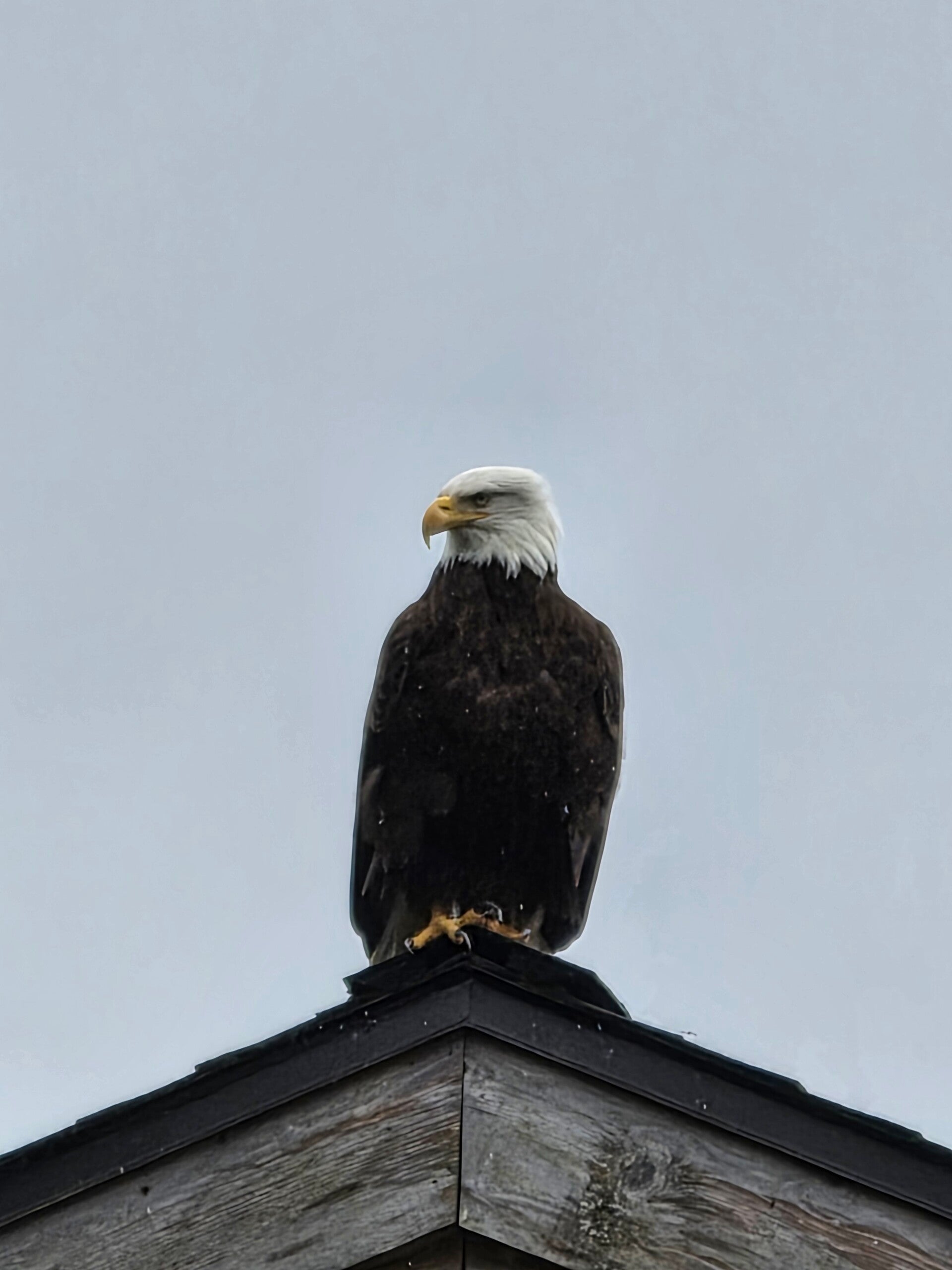 Statue or Real Eagle?