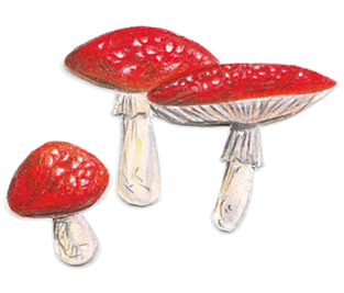 Bosbingo Klein Schietveld