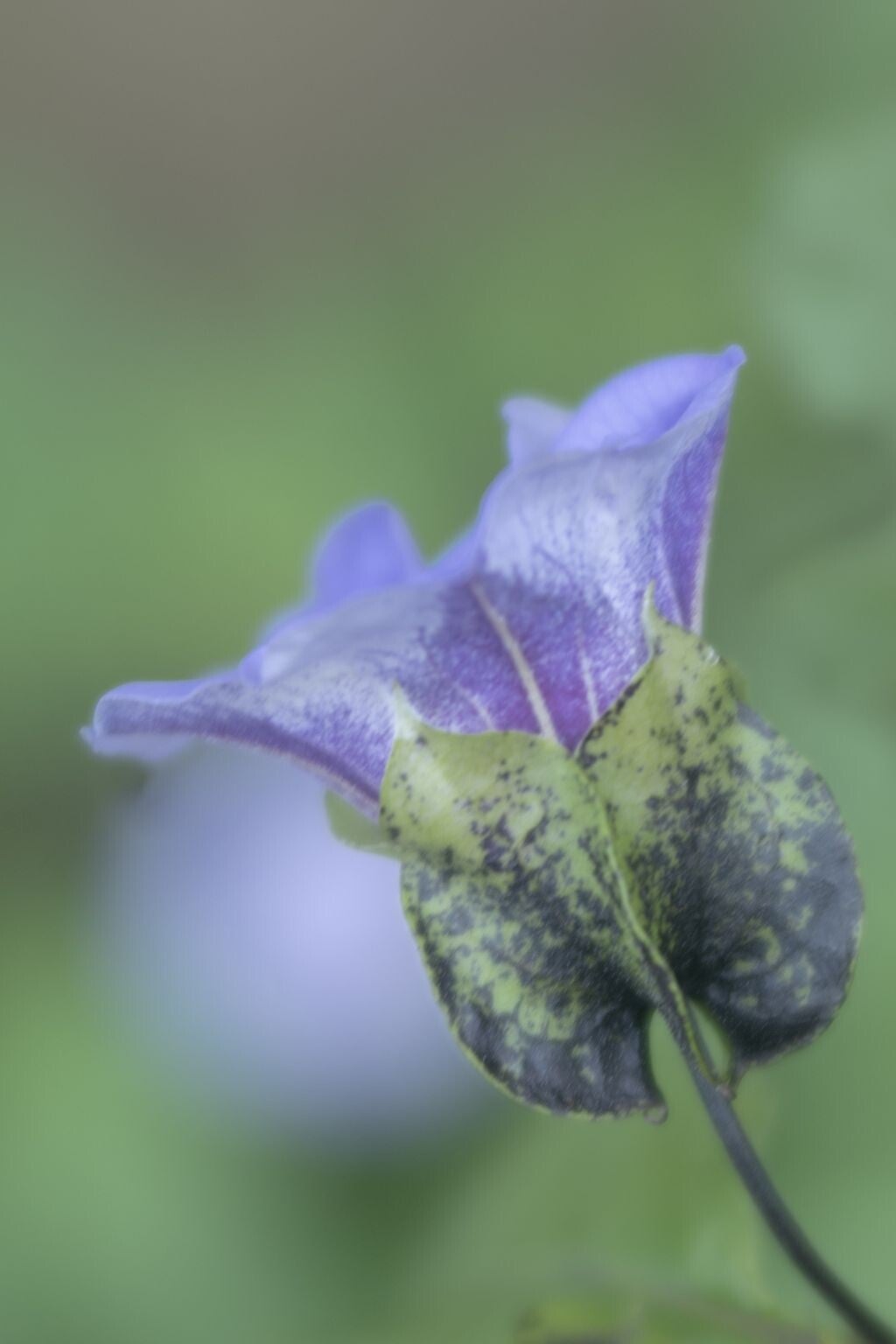 jwv_0002-40-kopie-standard.jpg