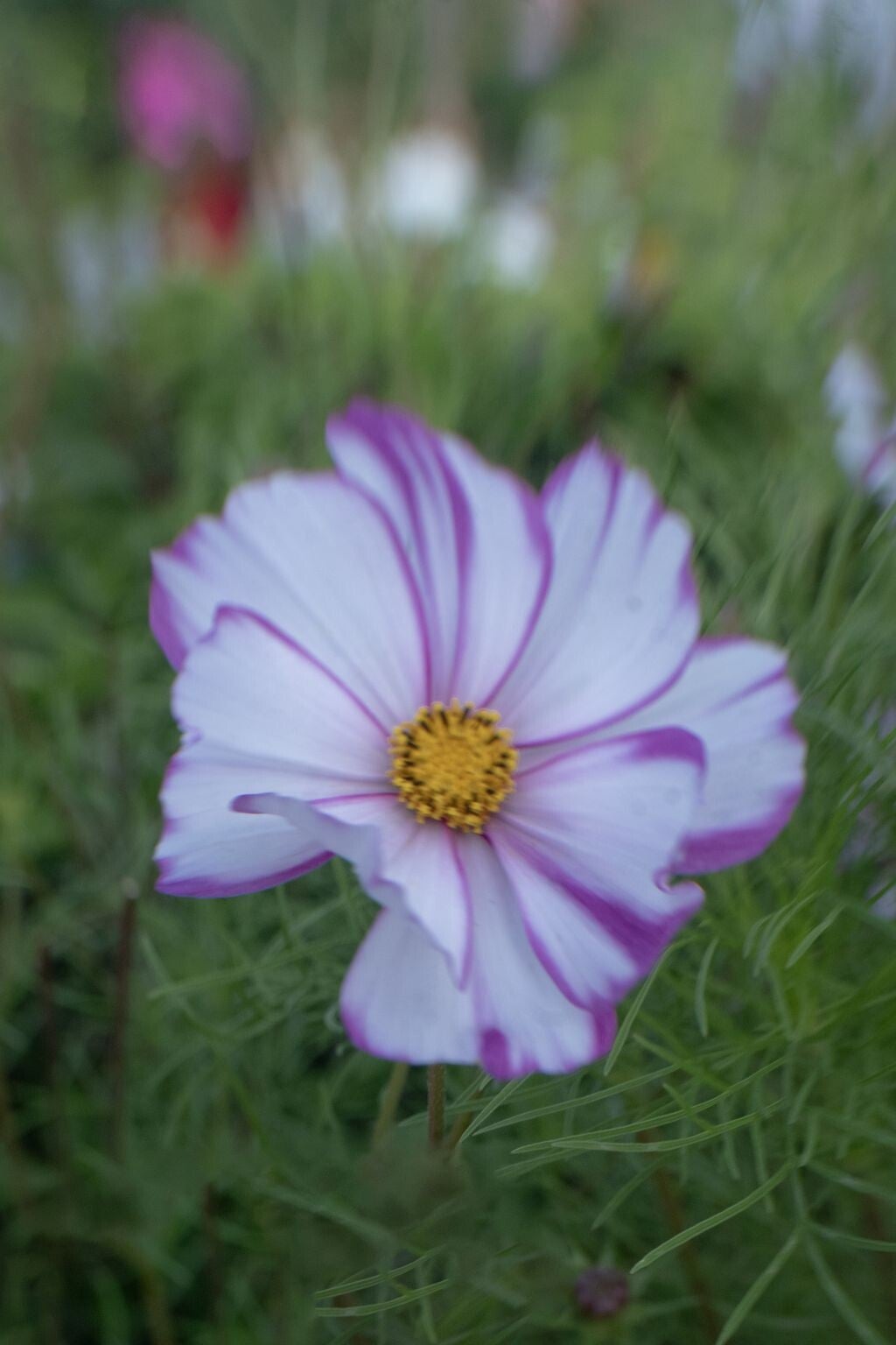 jwv_0005-66-kopie-standard.jpg