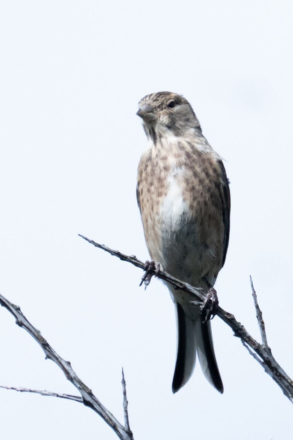 jwv_0008-19-kopie-standard.jpg