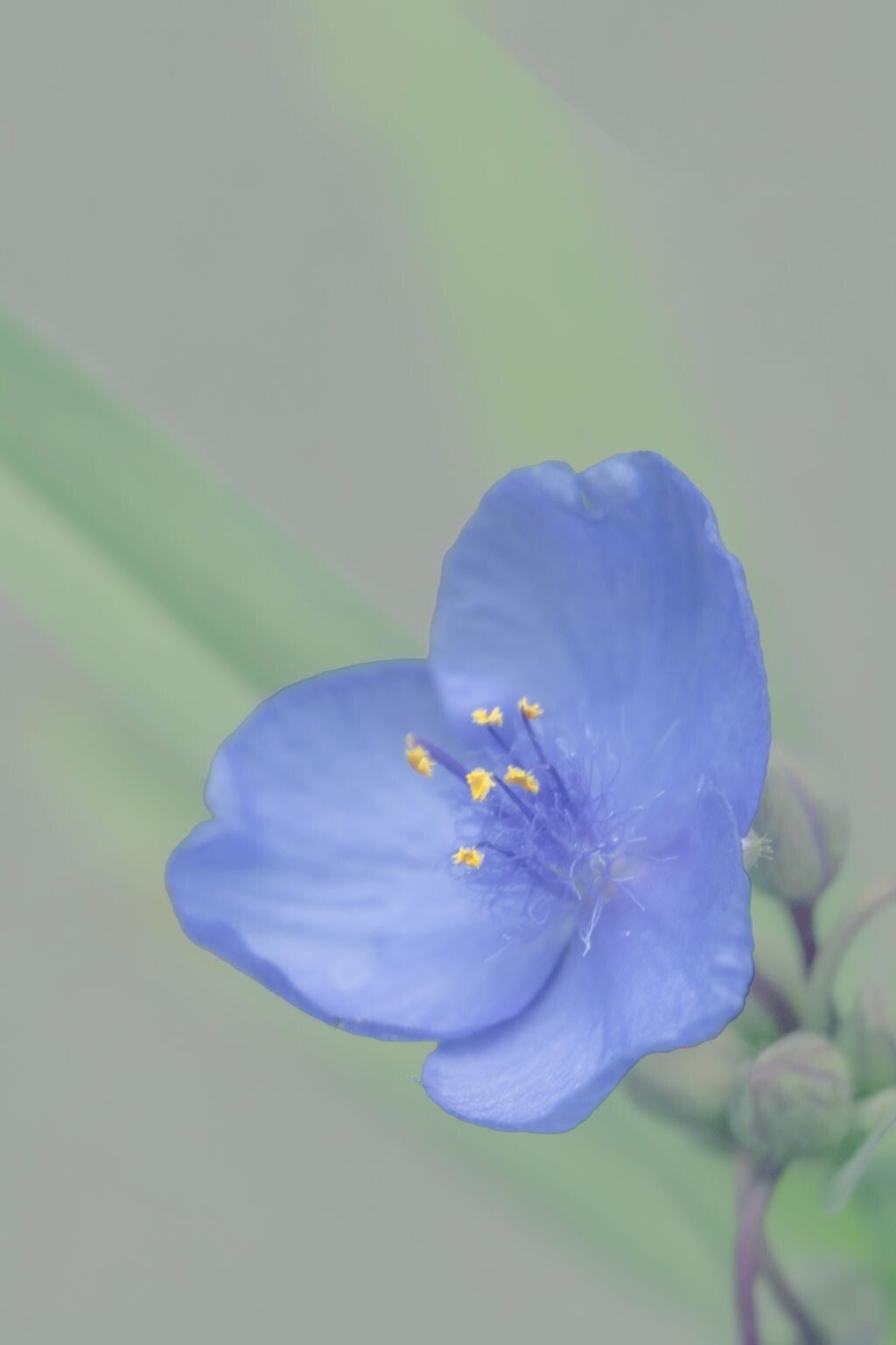 jwv_0008-48-nc-standard.jpg