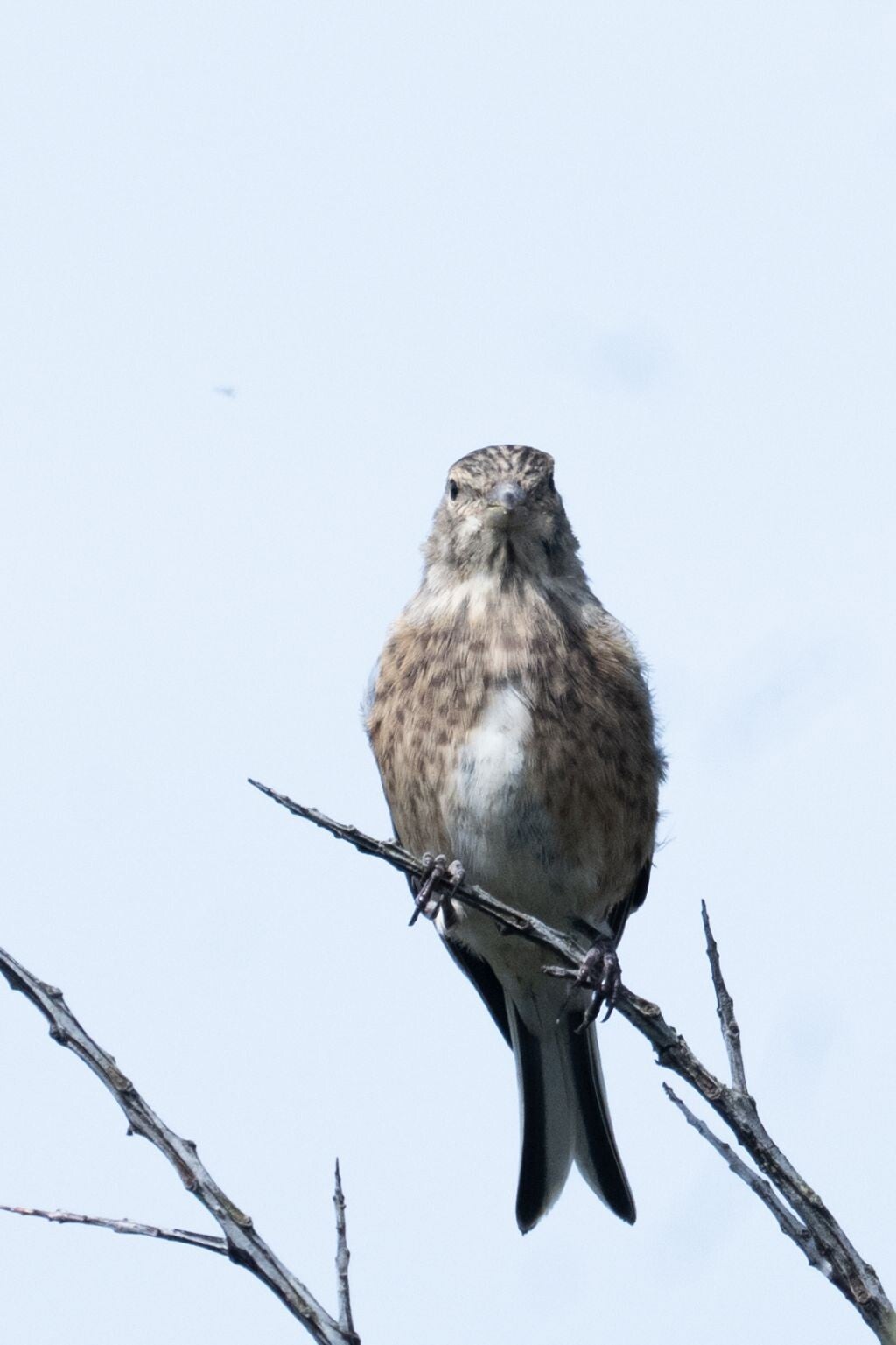 jwv_0009-30-kopie-standard.jpg
