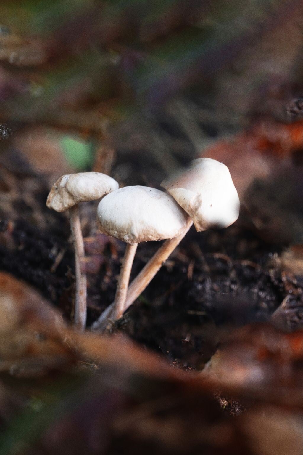 jwv_0010-40-nc-kopie-standard.jpg