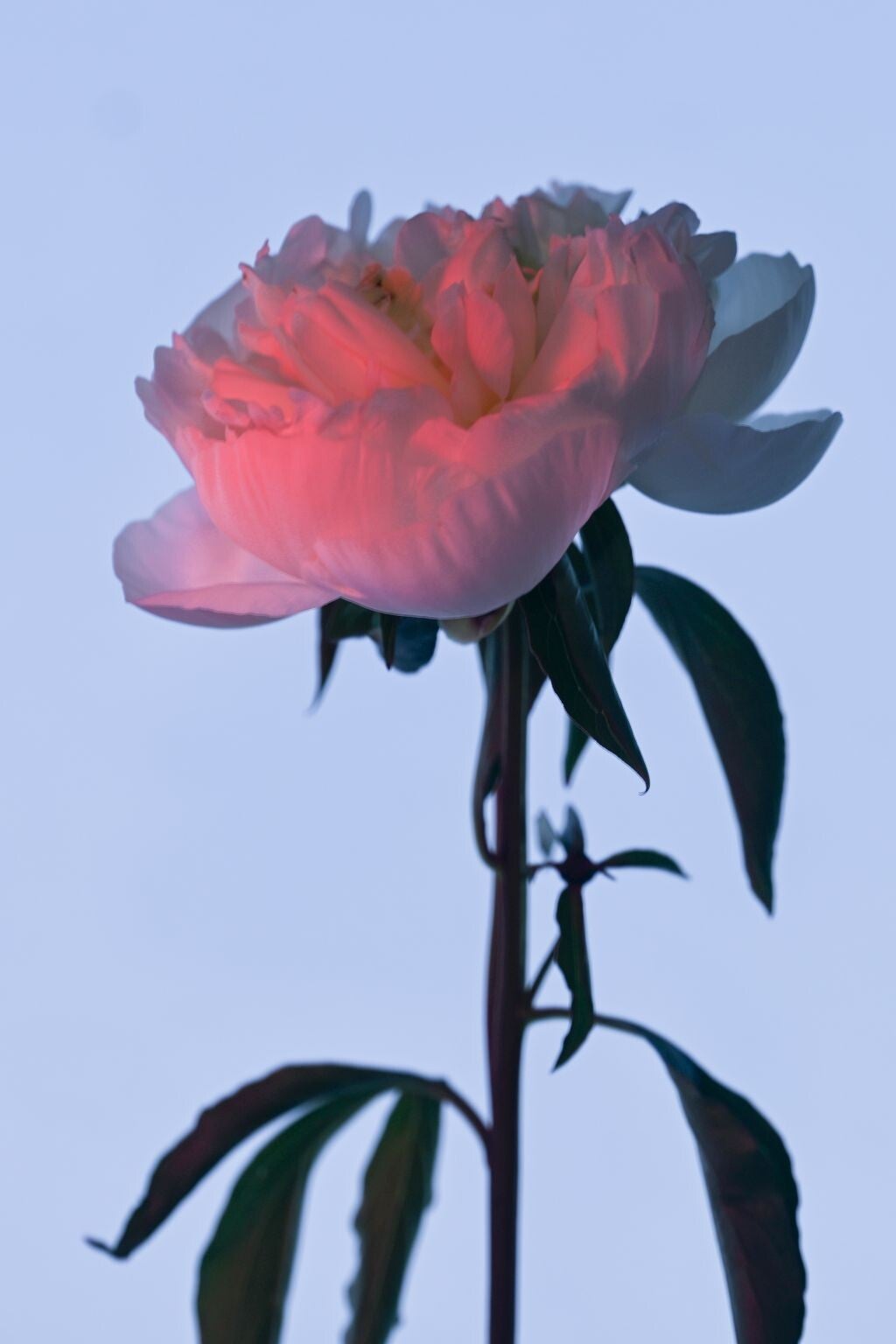 jwv_0012-50-kopie-standard.jpg