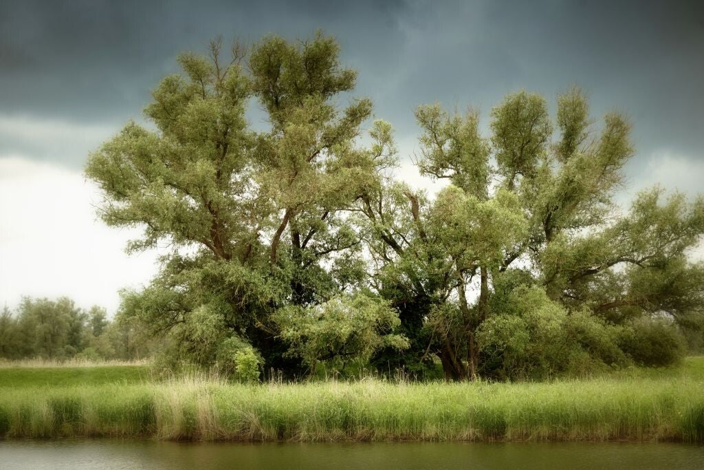 jwv_0029-nc-7-vignette_blur-standard.jpg